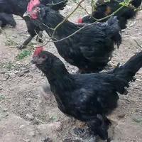 خروس|حیوانات مزرعه|مبارکه, |دیوار