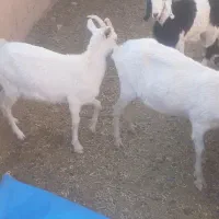 بزغاله ماده سانن فروشی|حیوانات مزرعه|سده (خراسان جنوبی), |دیوار