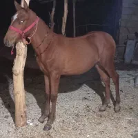 خریدو فرش اسب