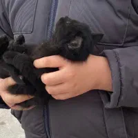 واگذاری بچه گربه