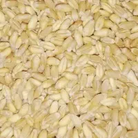 گندم بذری بکراس|خدمات باغبانی و درختکاری|شهرکرد, |دیوار