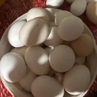 تخم مرغ محلی نطفه دار اصل