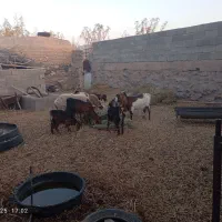 بز فروشی|حیوانات مزرعه|بیرجند, |دیوار