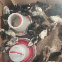 جوجه گلین ریشی