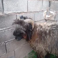 بره تخمی اصل ۷ماهه