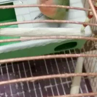 طوطی برزیلی نر|پرنده|اسلامشهر, شهرک مهدیه|دیوار