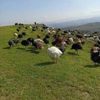 بوقلمون طبیعی|حیوانات مزرعه|کلیبر, |دیوار