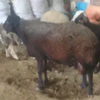 قوچ