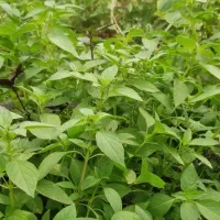 ریحون قشنگ گلخونه ای