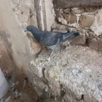 کبوتر پلاکی پدر مادر دار|پرنده|تاکستان, |دیوار