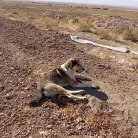 واگذاری سگ نر|سگ|تربت جام, میان جام|دیوار