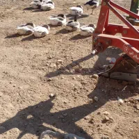 غاز|پرنده|کاکاوند, |دیوار