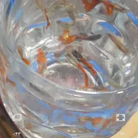 ماهی آکواریومی گوپی