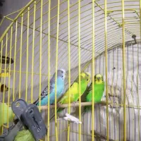 مرغ عشق جوان و سرحال