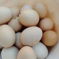 تخم مرغ محلی|خوردنی و آشامیدنی|سبزوار, جوادیه شرقی|دیوار