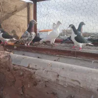 سلام چنتا فروشی همه پرشی همه نر جفتی800