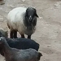 غوچ
