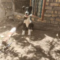 توله دو رگه