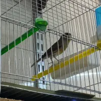 فروش قناری قرص