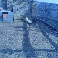 فروش یک عددخروس|حیوانات مزرعه|گمیشان, |دیوار