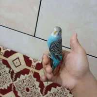 مرق عشق