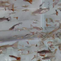 ماهی گوپی انواع نژاد