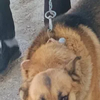 گرگی