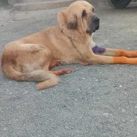 دوتا پژدر گشمده|حیوانات|کامیاران, |دیوار