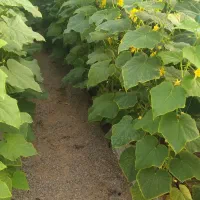 گلخانه|فروش زمین و ملک کلنگی|خلیل آباد, |دیوار