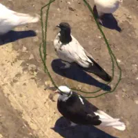 کفتر تهرانی