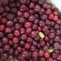 آلبالو درجه یک