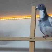 کبوتر غریب گرگان|حیوانات|بجنورد, |دیوار