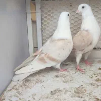 کله سفید یا کربلایی