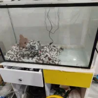 آکواریوم و ماهی