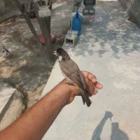 قناری نر
