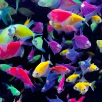 ماهی کالر رنگی ریز تا درشت خوشرنگ