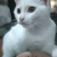 واگذاری گربه