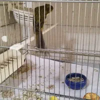 قناری رسمی بلند|پرنده|کرج, پیشاهنگی|دیوار