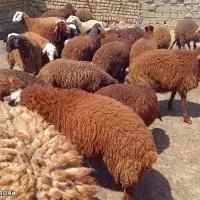 ۲۵راس بره داشتی