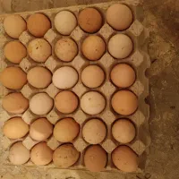 تخم مرغ محلی تازه