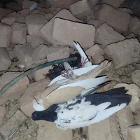 کود کبوتر
