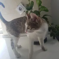 گربه خانگی اسم شریفش تی تی