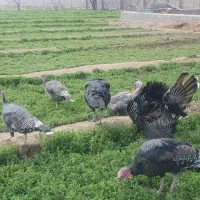بوقلمون نر و ماده کرچ روی تخم