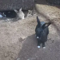 خرگوش|موش و خرگوش|اردکان, |دیوار