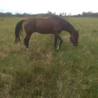 فروش فوری اسب جوان کرد میزان و پرخون|اسب و تجهیزات اسبسواری|پرهسر, |دیوار