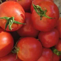 گوجه‌فرنگی تازه