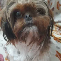 واگذاری سگ شیتزو سوپر فلت