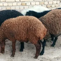 بره نر چاق