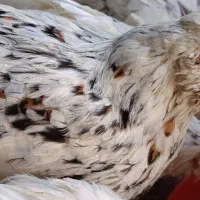 جوجه واروک گلین|حیوانات مزرعه|موچش, |دیوار