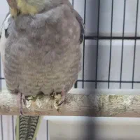 ۳ عروس هلندی زیبا و ۱ مرغ عشق (سالم و دستی)